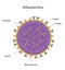 Influenza virus structure