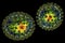 Influenza viruses showing surface glycoprotein spikes