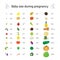 Infographic about baby size during pregnancy comparing with diff