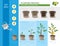 Infographic concept of planting process in flat design. How to grow citrus tree at home easy step by step. Illustration of ceramic