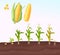 Infographic corn planting. Planting process. Growing stages. Seedling plant. Seeds grow on the ground. Corn grow