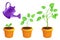 Infographic different stages of young plants growing up with the watering can. Vector botanical illustration of green sprout with