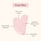 Infographic of Gua Sha Jade scraping massage tool usage. Natural pink rose quartz stone scraper. Chinese traditional