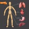 Infographic with human internal organs: heart, stomach, liver, lungs placed on a male or female wooden mannequin silhouette.