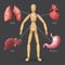 Infographic with human internal organs: heart, stomach, liver, lungs placed on a male or female wooden mannequin silhouette.