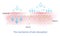 Infographic the mechanism of nutrient absorption penetrate into the skin layer vector.