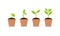 Infographic of planting tree. Seedling gardening plant. Seeds sprout in ground. Sprout, plant, tree growing agriculture icons.