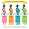 infographic of pregnancy trimesters. Vector illustration decorative design