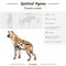 Infographic of a Spotted Hyena