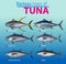 Infographic various type of tuna