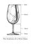 Infographic of Wine Glass