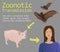 Infographic: Zoonotic Transmission of coronaviruses from bats to other mammals to humans