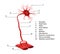 Infographics scheme of structure of neural connections from human anatomy.