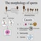 Infographics sperm morphology