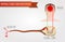 Infographics spinal cord and reflexes. Central nervous system. H