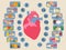 Infographics of vitamins for a heart