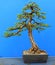 An informal upright Japanes Larch bonsai in development by a Northern Ireland enthusiast