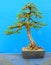 An informal upright Japanese Larch bonsai in training by a Northern Ireland enthusiast