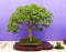 An informal upright Mountain Maple Azalea bonsai on display in Belfast Northern Ireland