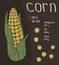Information of corn, nutrition facts concept