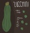 Information of zucchini, nutrition facts concept