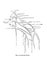 Informative illustration of the plan of the human brachial Plexus