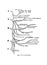 Informative illustration of the plan of the human Cervical Plexus