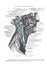 Informative illustration of the veins of the human head and neck