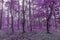 Infra red forest in purple colors