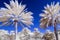 Infra red photo of date palms and a blue sky