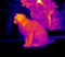 Infrared image of cat