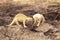 infrared image of the dinosaur toys on the dried deforested land