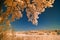 An infrared photo of a group of trees with yellow leaves and a blue sky in the background