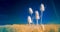 An infrared photo of a group of white flowers standing in a field. The flowers are tall