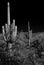 Infrared Saguaro Cactus Sonora desert Arizona