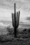 Infrared Saguaro Cactus Sonora desert Arizona