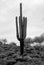 Infrared Saguaro Cactus Sonora desert Arizona