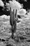 Infrared Saguaro Cactus Sonora desert Arizona