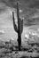 Infrared Saguaro Cactus Sonora desert Arizona