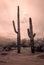 Infrared Saguaro Cactus Sonora desert Arizona Sepia Tone