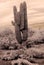 Infrared Saguaro Cactus Sonora desert Arizona Sepia Tone