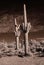 Infrared Saguaro Cactus Sonora desert Arizona Sepia Tone