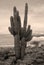 Infrared Saguaro Cactus Sonora desert Arizona Sepia Tone