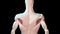 Infraspinatus muscles anatomical position on human body