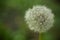 The infructescence of the Dandelion