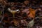 Infundibulicybe geotropa Monk head mushroom fungus in colourful autumn forest