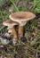 Infundibulicybe gibba Clitocybe gibba and commonly known as the common funnel is a species of gilled mushroom