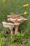 Infundibulicybe gibba Clitocybe gibba and commonly known as the common funnel is a species of gilled mushroom