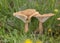 Infundibulicybe gibba Clitocybe gibba and commonly known as the common funnel is a species of gilled mushroom