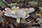 Infundibulicybe gibba Clitocybe gibba and commonly known as the common funnel is a species of gilled mushroom